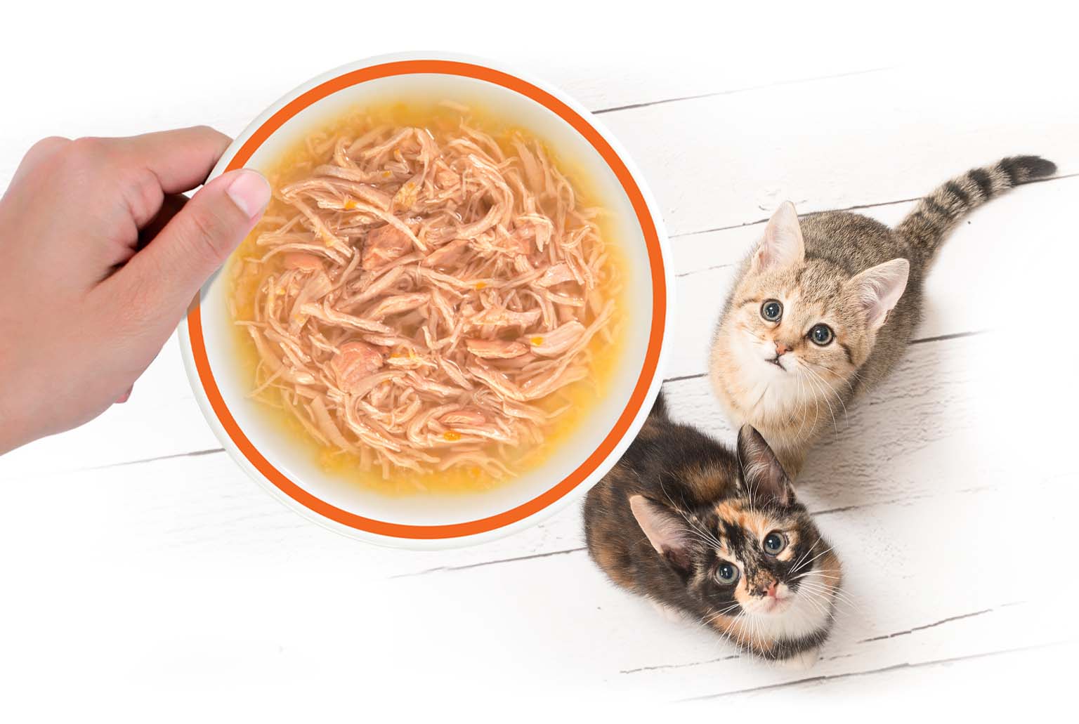 A hand holds a bowl of shredded cat food above two kittens looking up expectantly on a white wooden floor