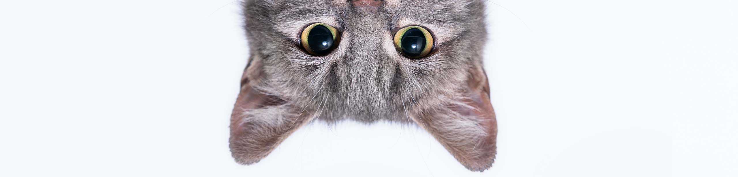 A close-up of a gray tabby cat's face viewed upside down against a white background