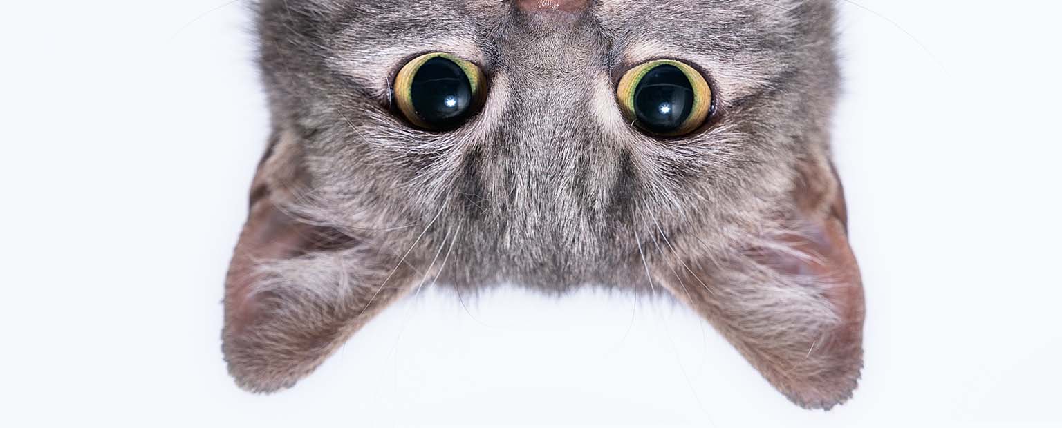 Close-up of a gray tabby cat's face looking down from the top of the frame against a white background