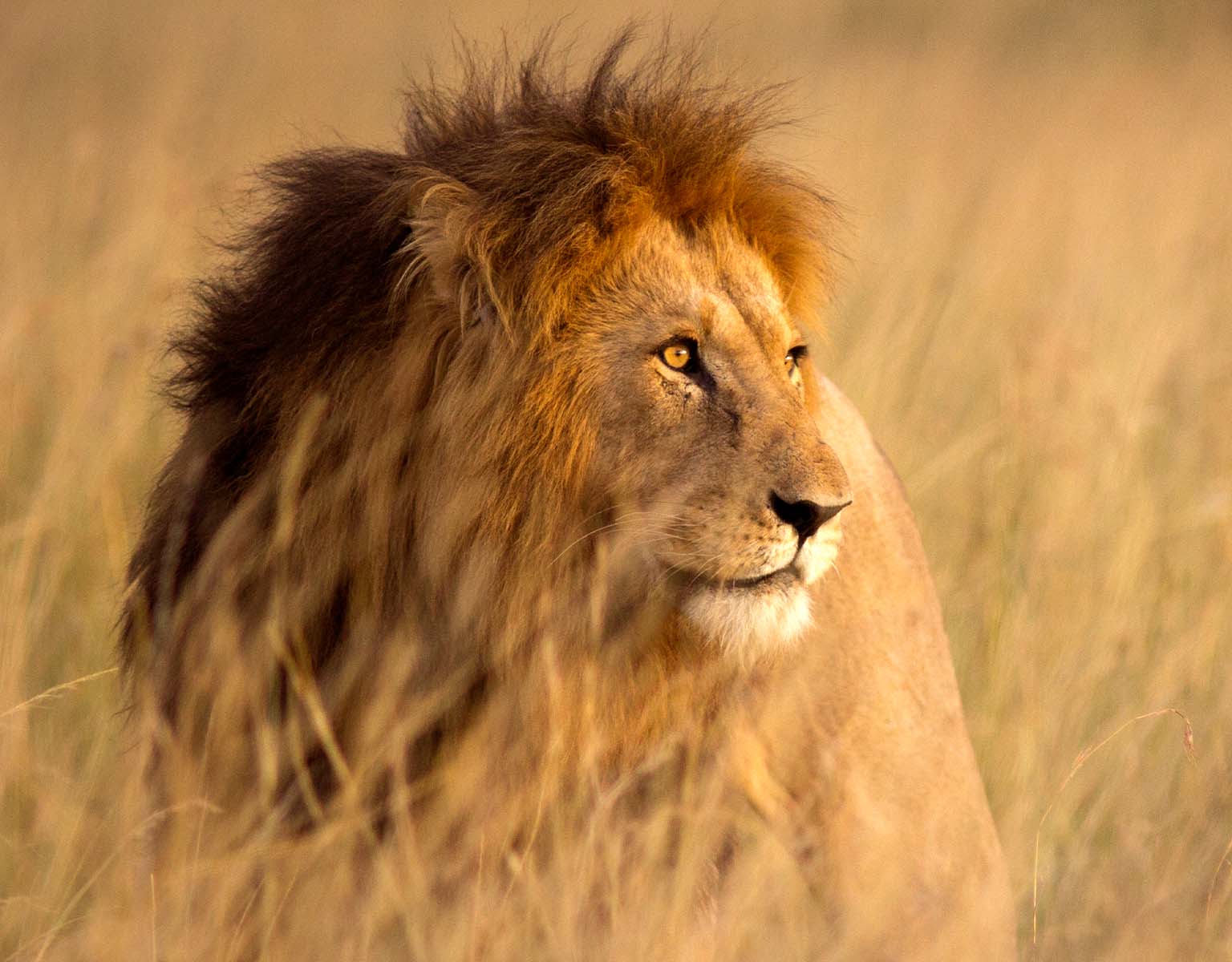 A male lion with a thick mane standing in tall, golden grass
