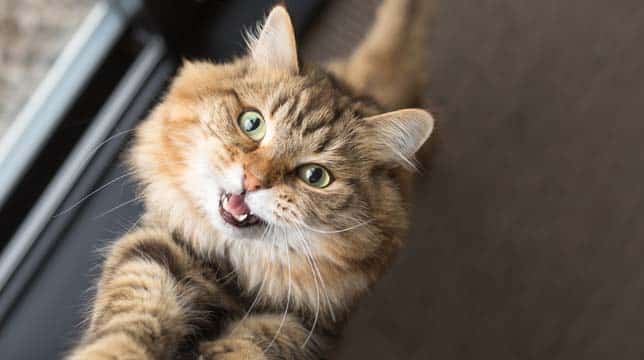 A fluffy brown tabby cat looking up with its mouth open as if meowing