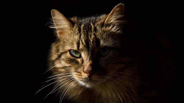 A close-up portrait of a tabby cat with green eyes against a black background