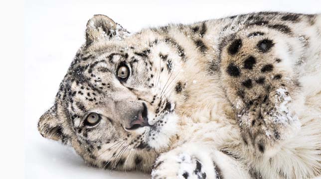 A snow leopard lying in the snow looking directly at the camera