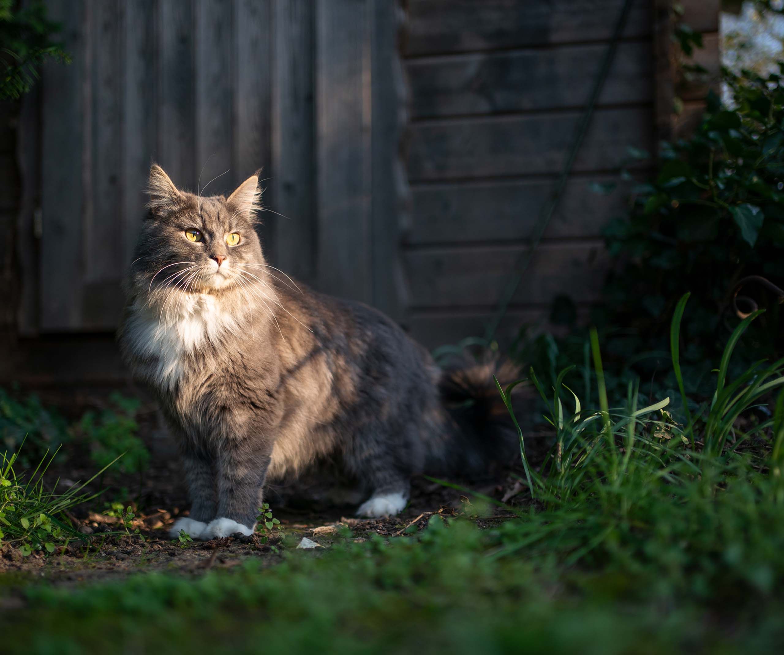 A fluffy gray and white cat standing outdoors in the sunlight near a wooden structure