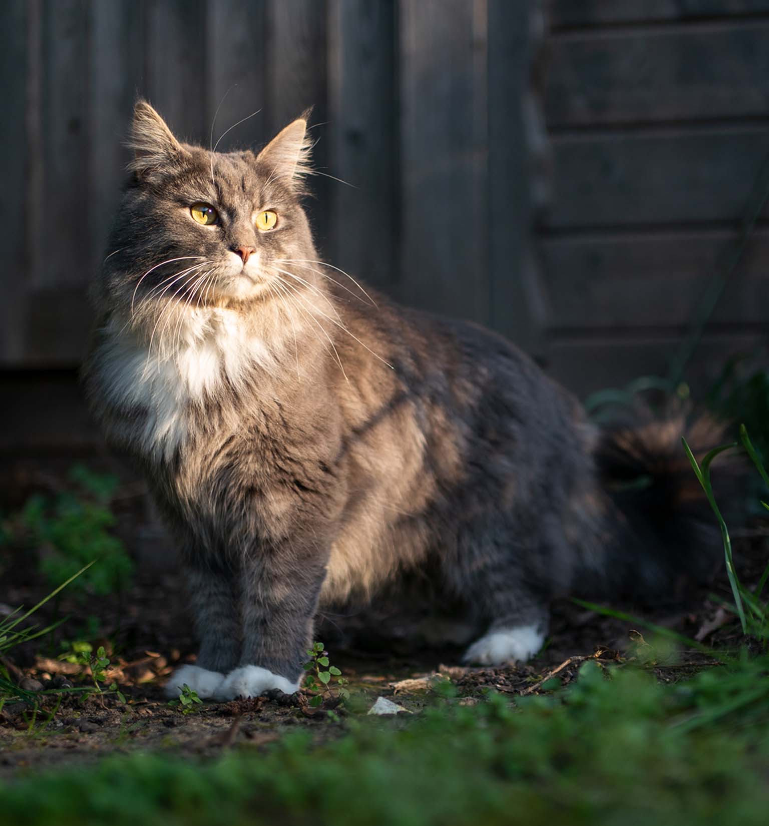 A fluffy grey and white cat standing outdoors in soft golden sunlight