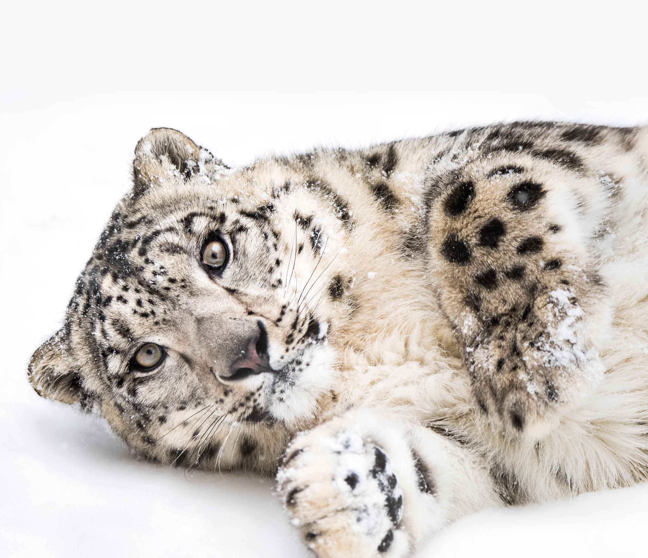 A snow leopard lying in the snow, looking directly at the camera