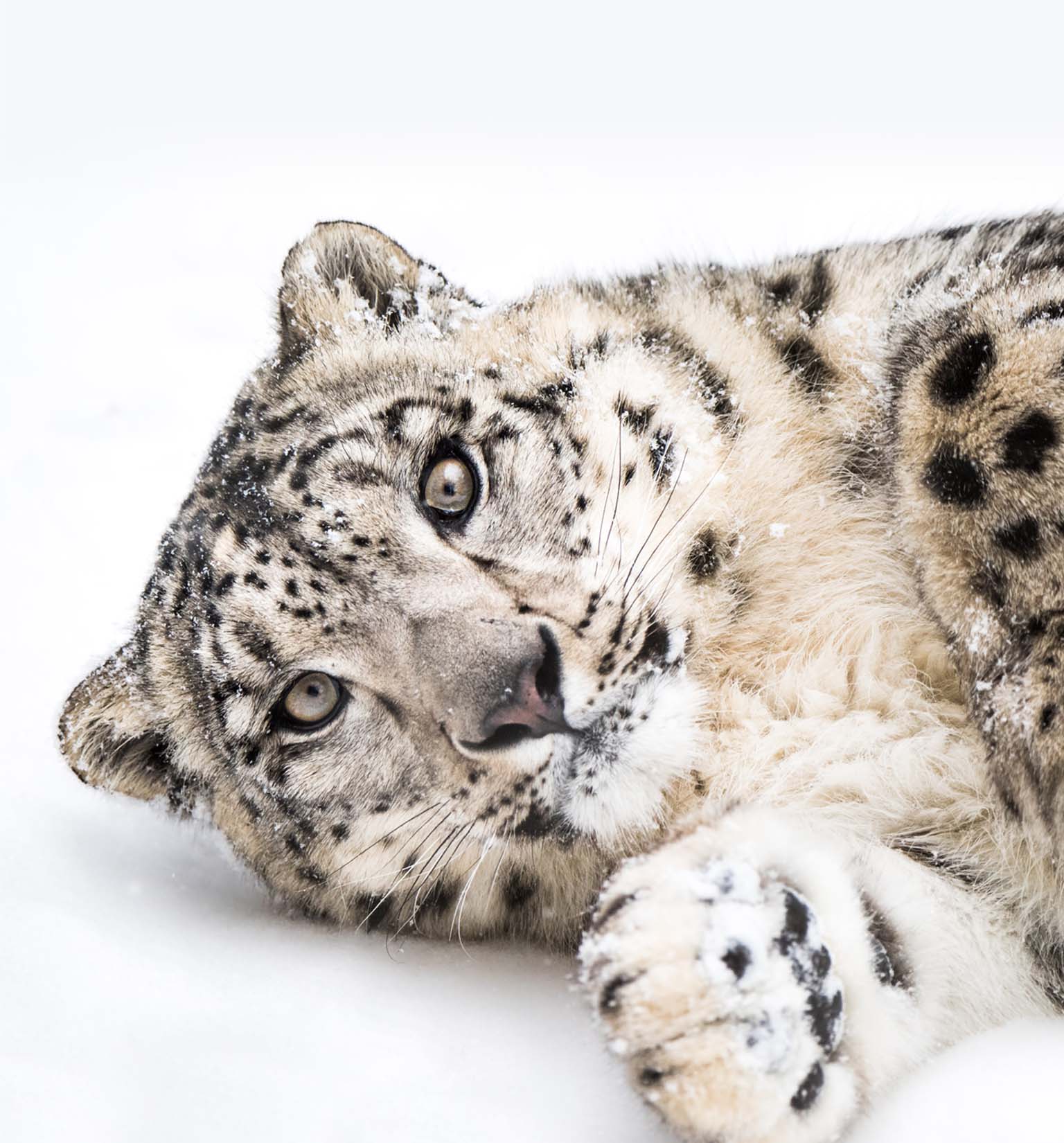 A snow leopard lying in the snow, looking directly at the camera