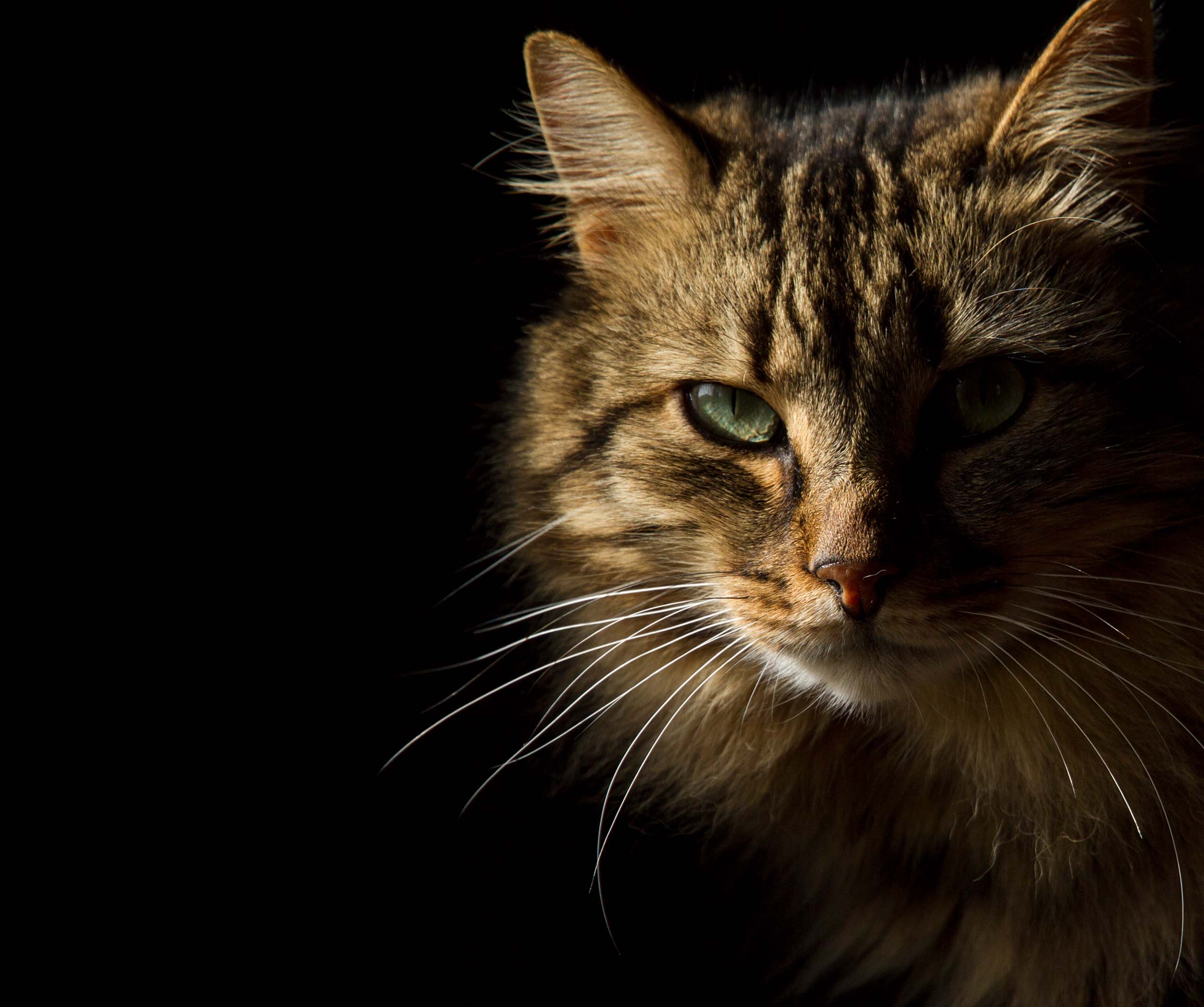 Close-up portrait of a long-haired tabby cat with green eyes against a black background