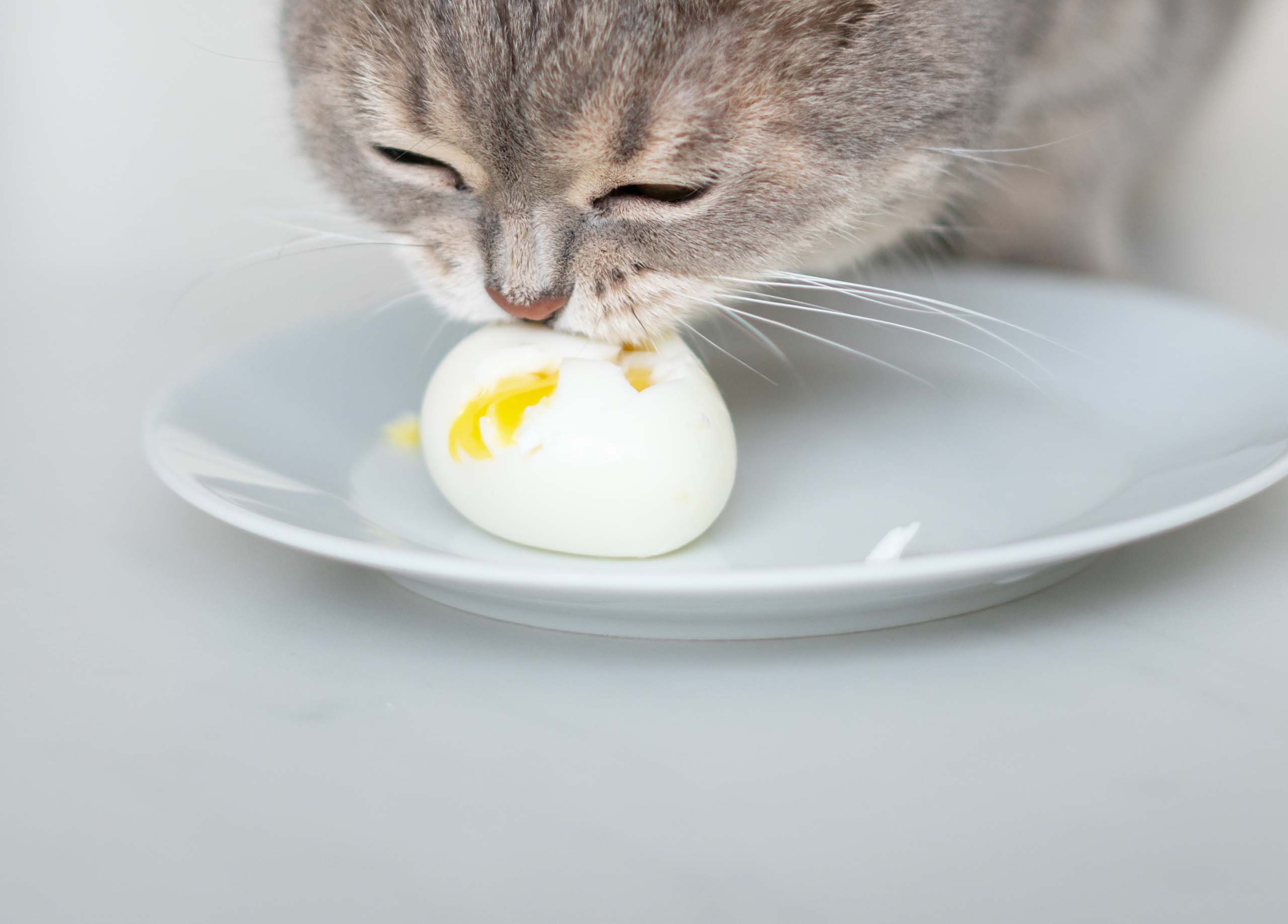 A grey tabby cat eating a soft-boiled egg from a white plate