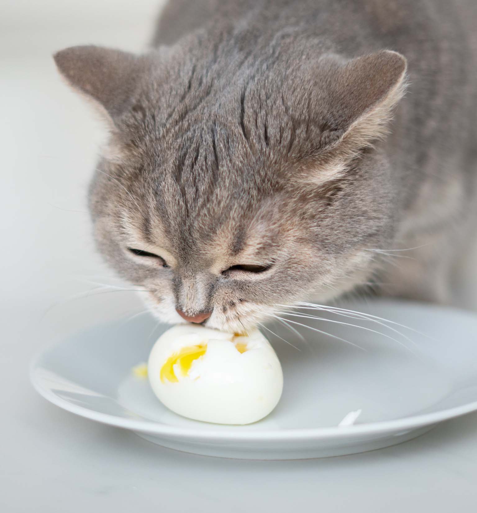 A gray cat eating a hard-boiled egg from a white plate