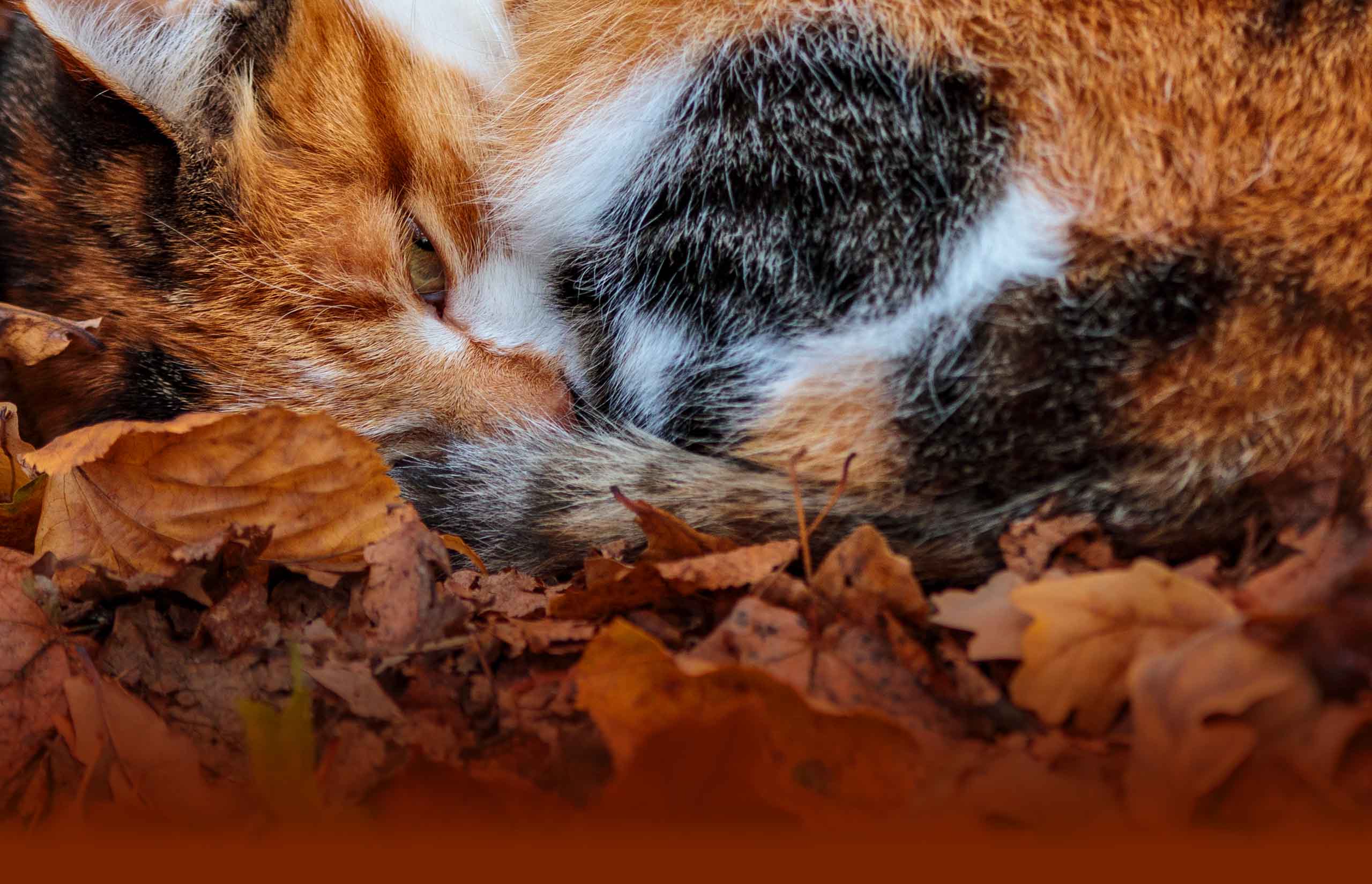 A calico cat curled up and sleeping among fallen autumn leaves