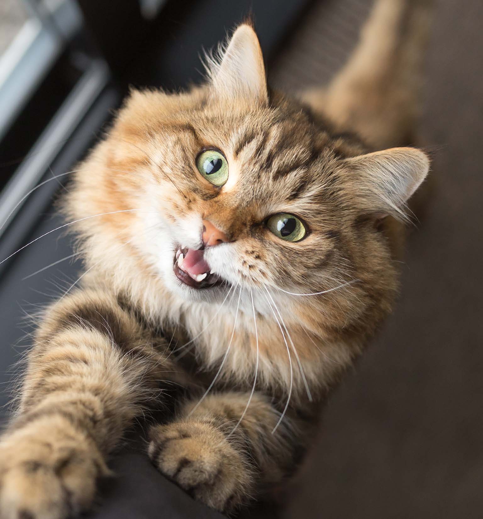 A fluffy brown tabby cat with green eyes looking up and meowing while reaching out with its paws