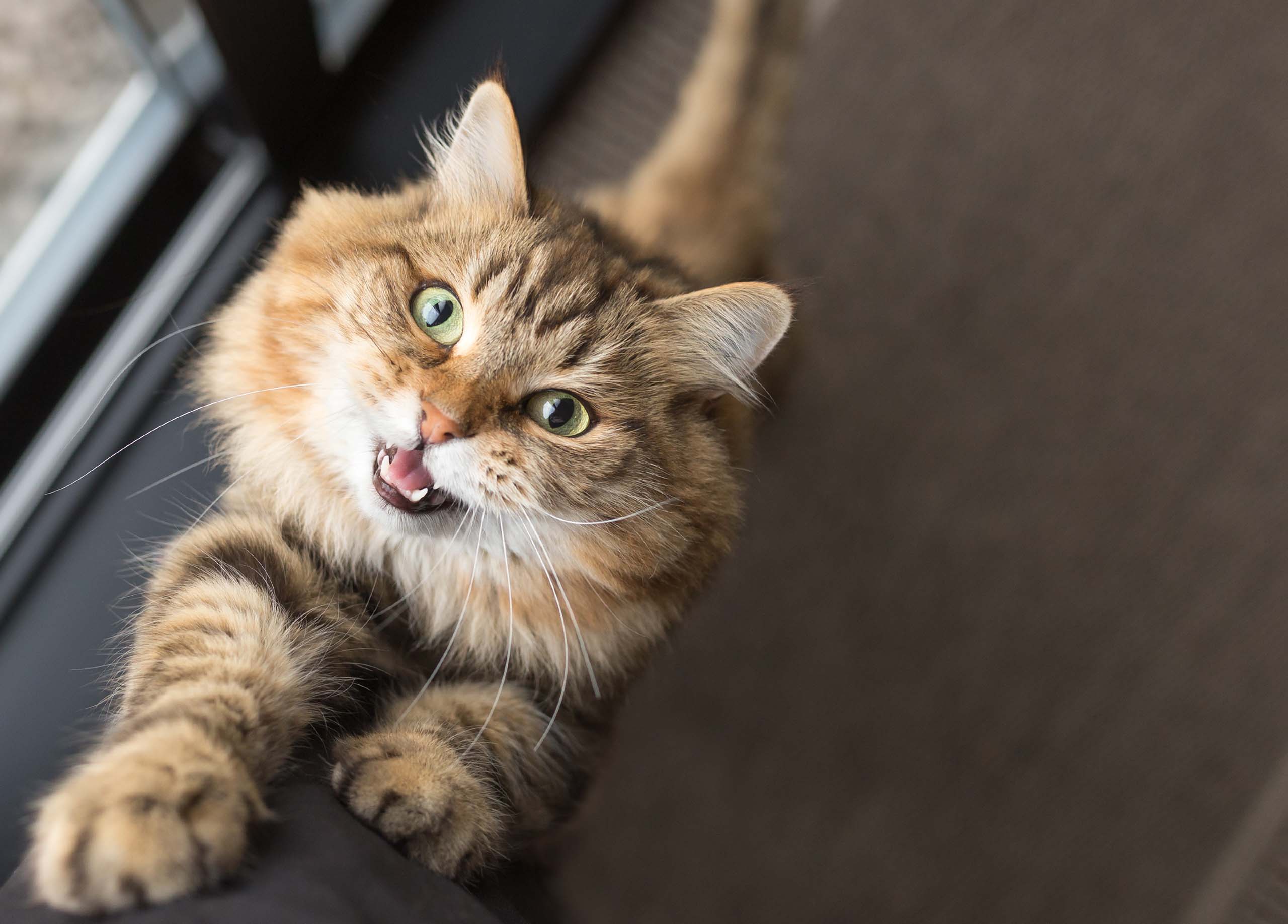 A fluffy brown tabby cat looking up with its mouth open as if meowing