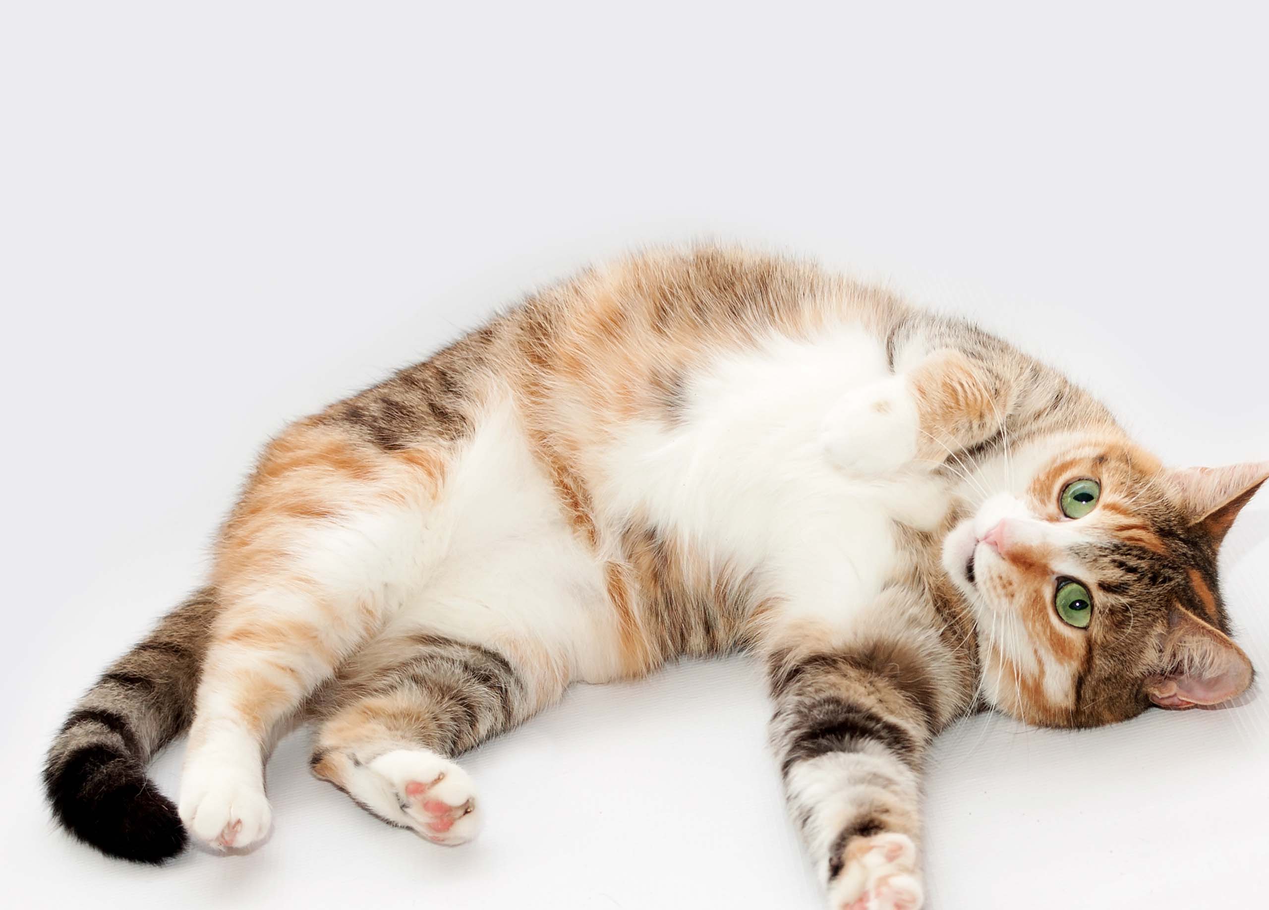 A calico cat lying on its side on a white background, looking toward the camera with its belly exposed