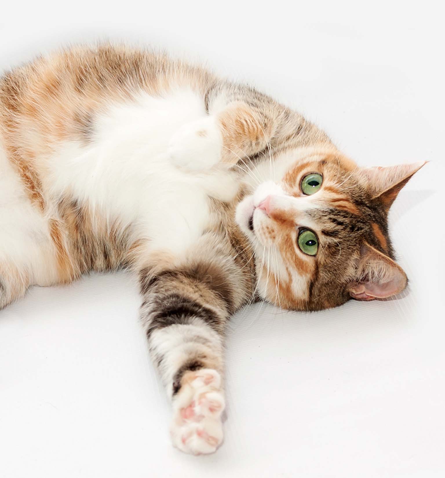 A calico cat lying on its side on a white background with one paw extended toward the camera