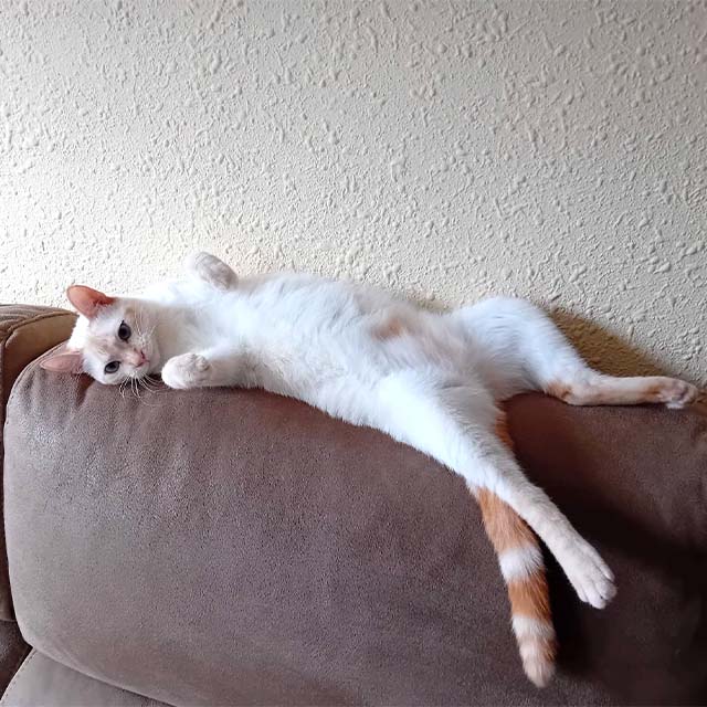 A cream and orange cat lounging on its back on a brown sofa, looking at the camera