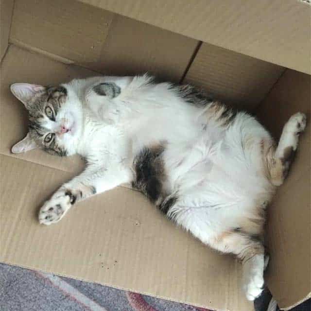 A calico cat lying on its back inside a cardboard box