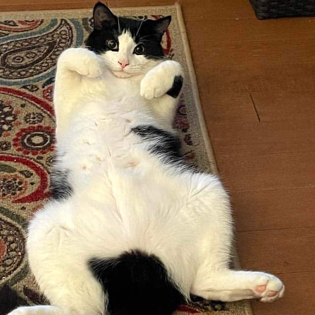 A black and white cat lying on its back on a patterned rug with its paws curled up