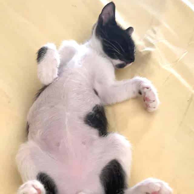 A black and white kitten sleeping on its back on a light-colored surface