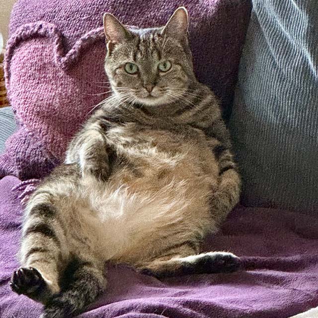 A tabby cat sitting upright on a purple blanket with its belly exposed