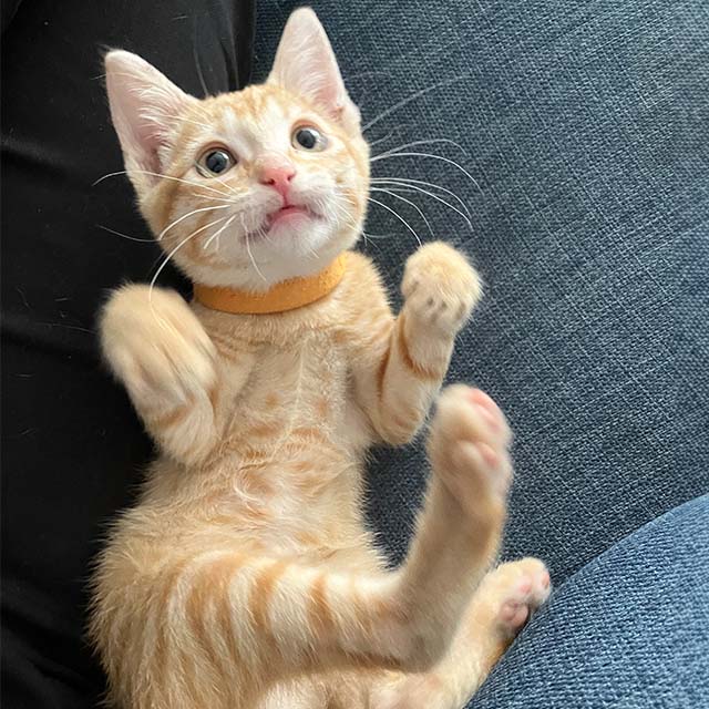 A ginger kitten lying on its back with paws in the air, wearing an orange collar