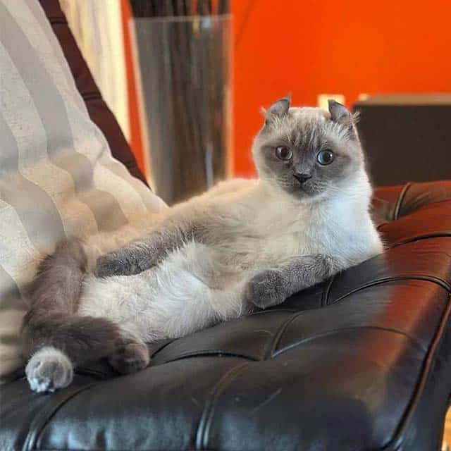 A light-colored cat with curled ears lounging on a black leather chair