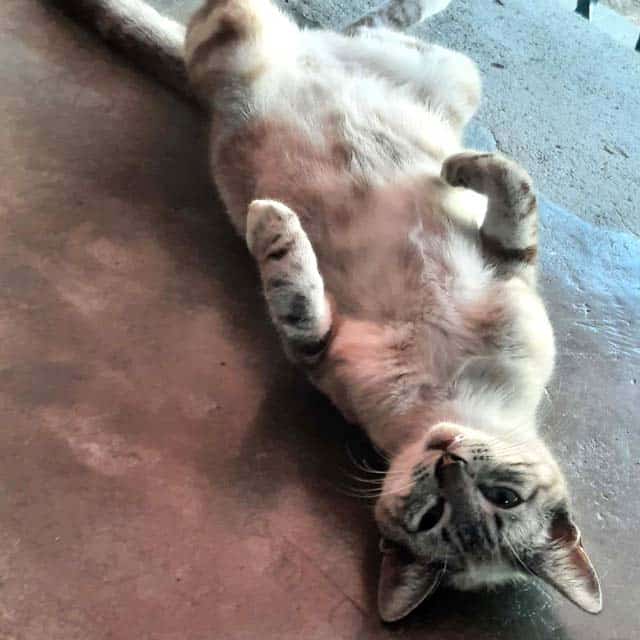 A lynx point cat lying on its back on a floor with its paws curled up