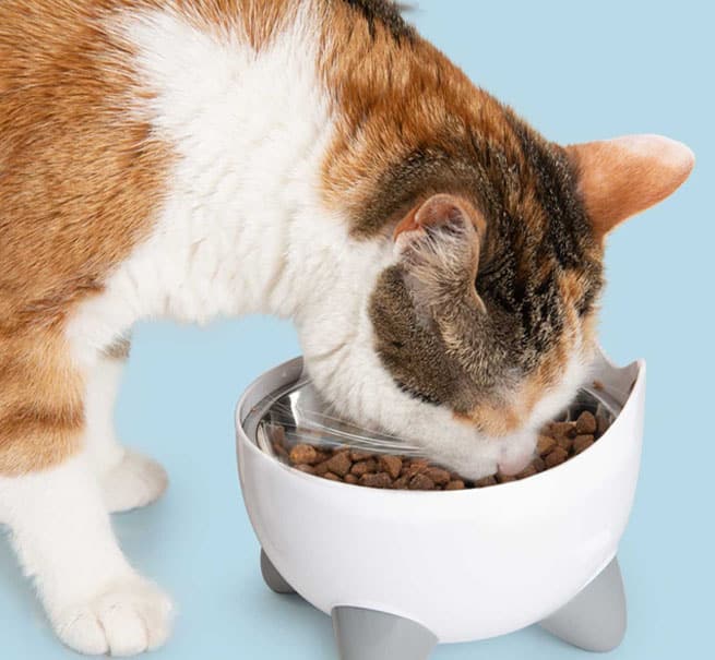 Calico cat eating dry food from a white, elevated PIXI cat bowl with grey feet