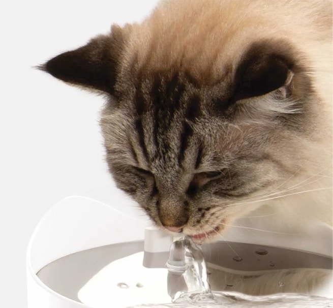 A cat drinking from a Catit PIXI Smart Fountain