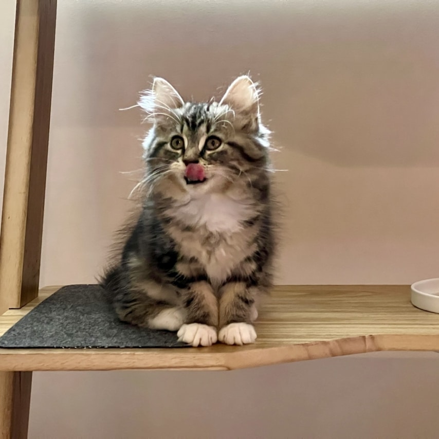 chat nommé Baya