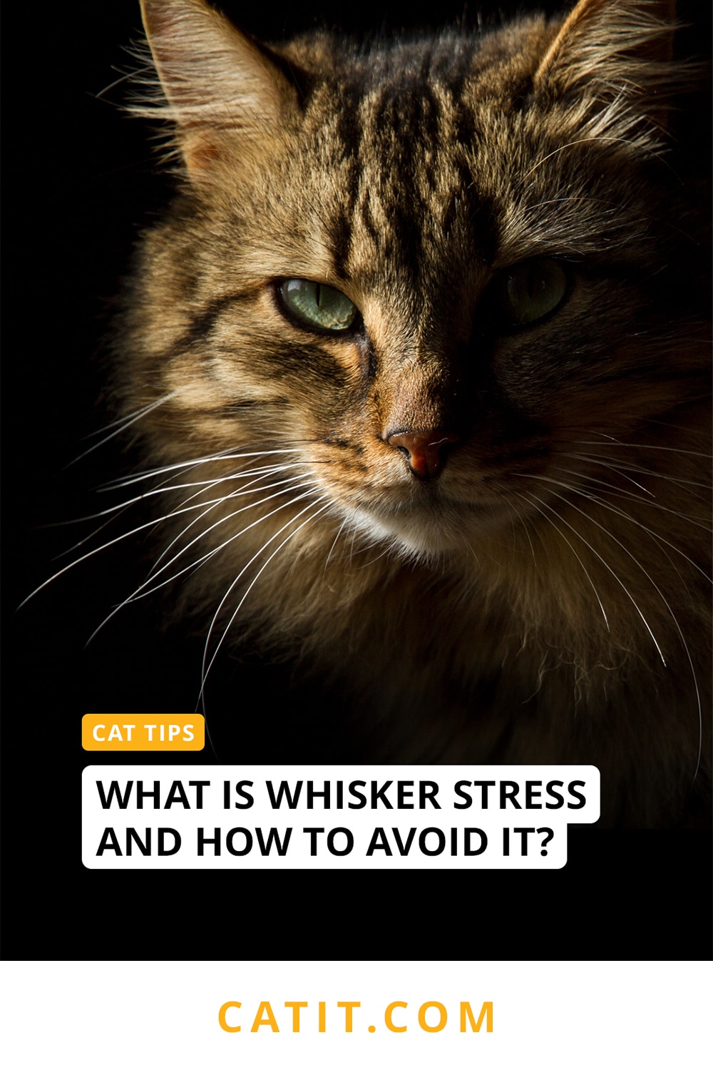 What is whisker stress and how to avoid it? - Catit