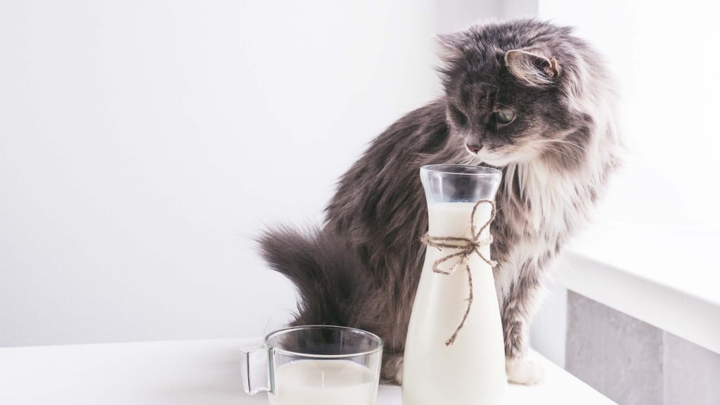 A fluffy grey cat sitting next to a glass bottle and a cup of milk