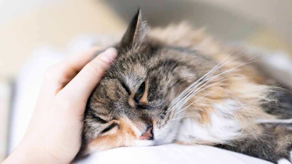 Pourquoi les chats ronronnent-ils?