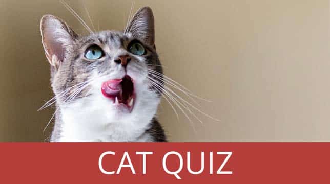 A cat licking its nose with the text Cat Quiz below it