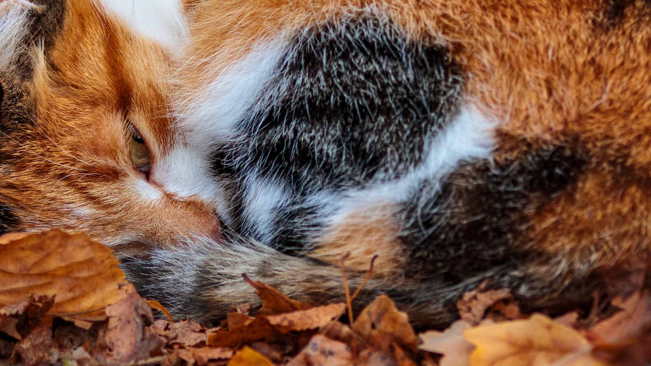 A close-up of a cat curled up and resting among fallen autumn leaves