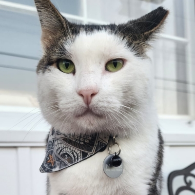 cat named Mittens