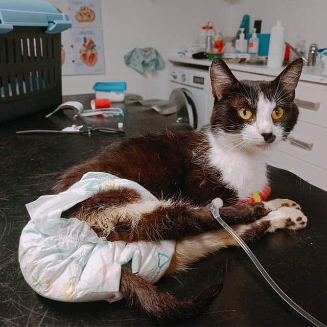 A black and white cat wearing a diaper and connected to an IV line rests on a veterinary examination table