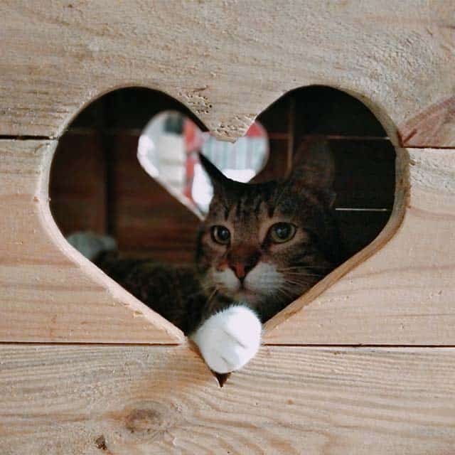 A tabby cat with white paws peeking through a heart-shaped cutout in a wooden structure