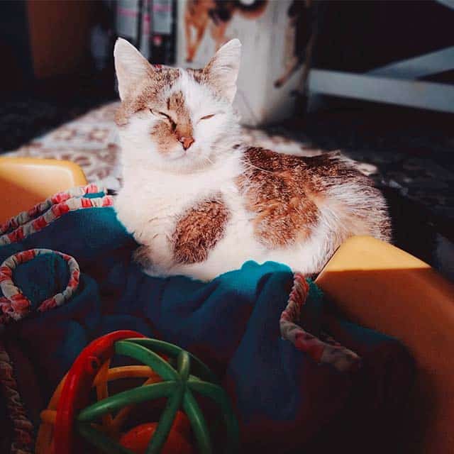 A white and brown cat with closed eyes resting on a blue blanket next to a colorful toy ball
