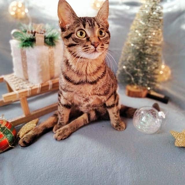 Tabby cat sitting in a festive holiday scene with a small Christmas tree and ornaments