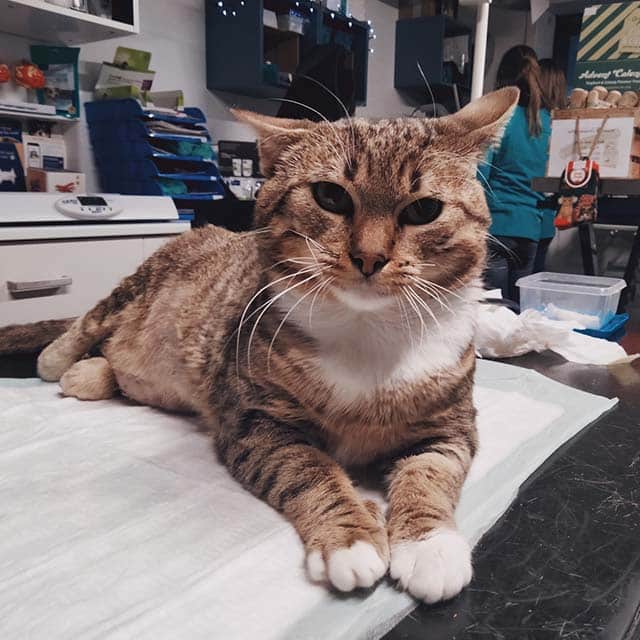 A brown tabby cat with white paws resting on a medical examination table at a veterinary clinic