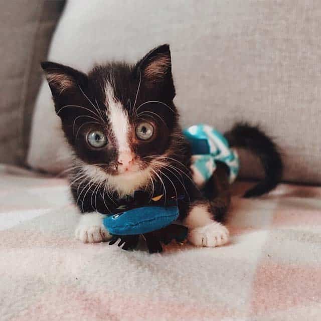 A small black and white kitten with large eyes wearing a blue diaper and playing with a blue toy on a blanket
