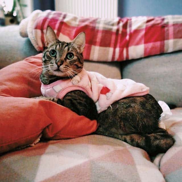 A tabby cat wearing a pink sweater rests on a couch with a red pillow and a plaid blanket