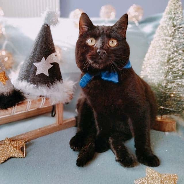 A black cat wearing a blue bow tie sits next to a small Christmas tree and a festive party hat