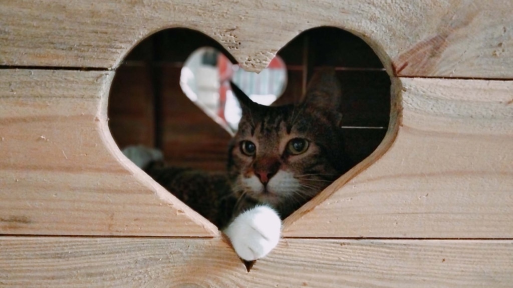 Visite o Blutsjestehuis, um lar permanente para gatos com necessidades especiais.