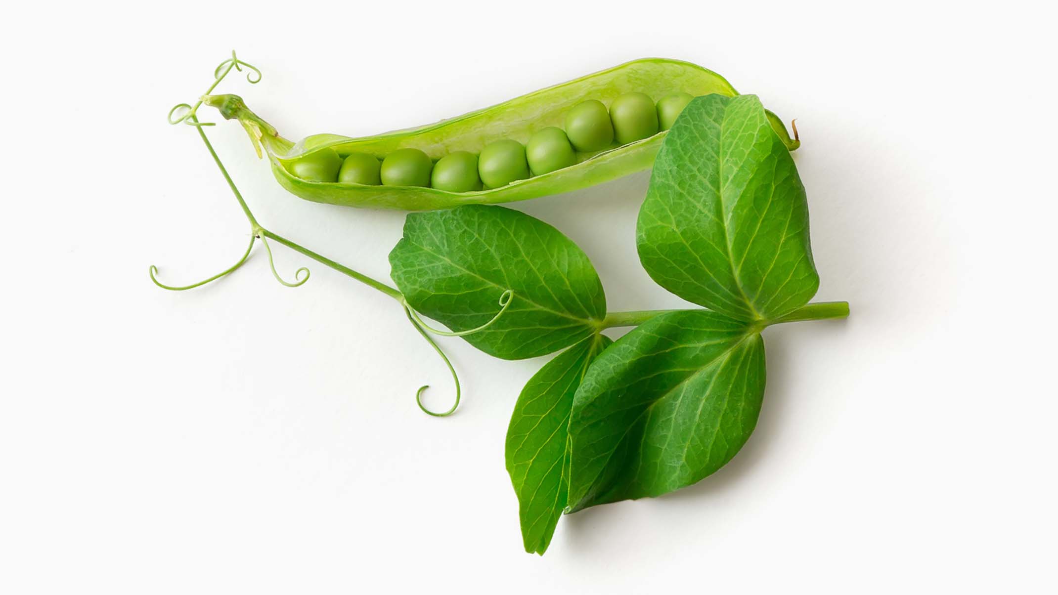A fresh green pea pod with several peas inside, accompanied by a sprig of pea leaves and tendrils on a white background