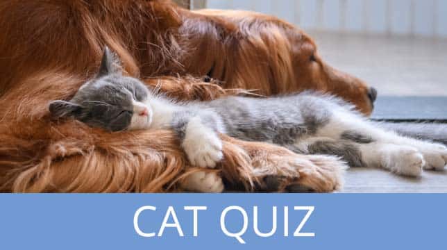 A kitten sleeping nestled against a large, long-haired dog, with the text Cat Quiz below