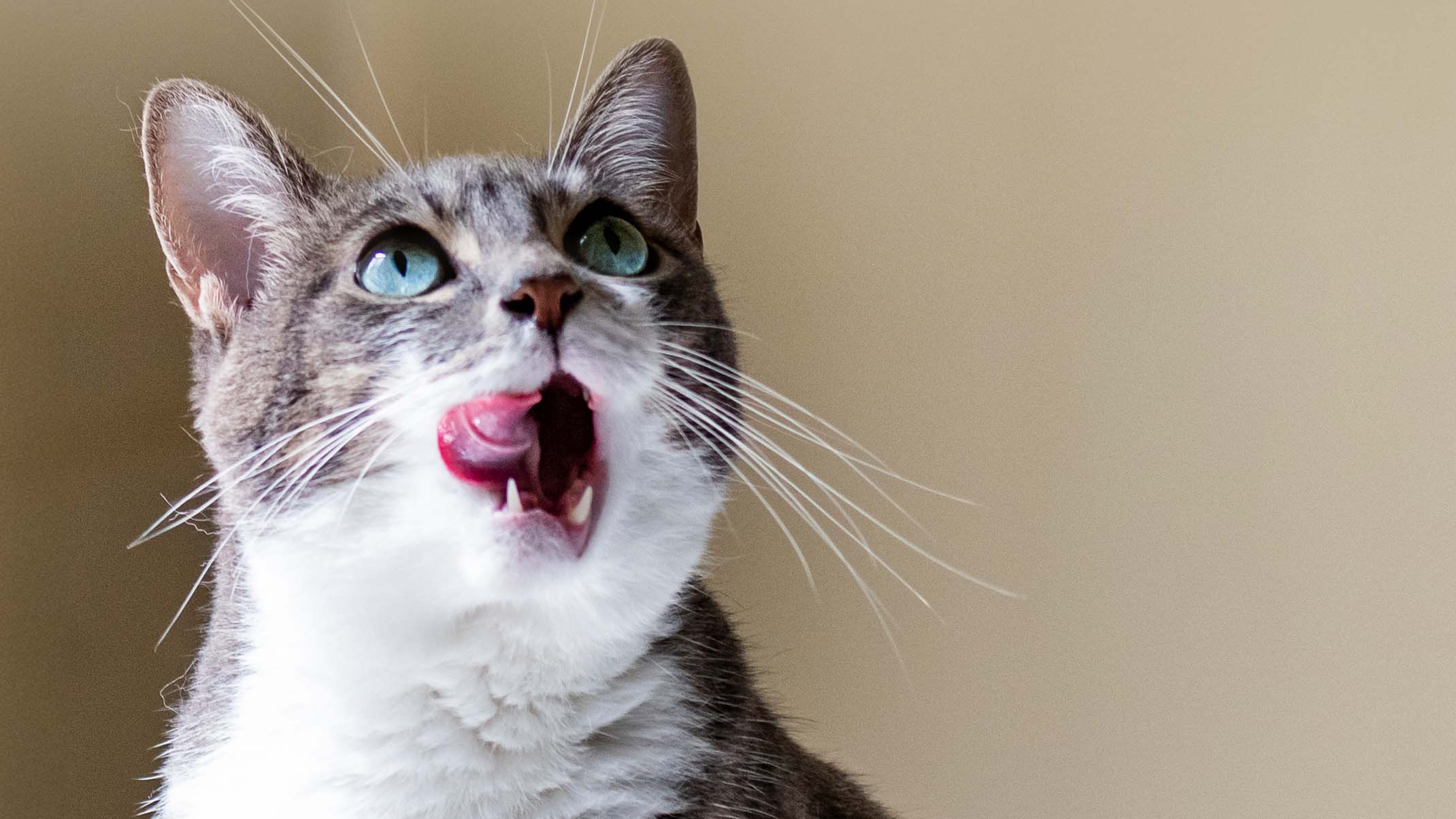 A gray and white tabby cat looking upward with its mouth open and tongue out