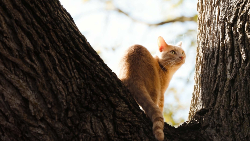 Can cats get bird flu and how to prevent it?