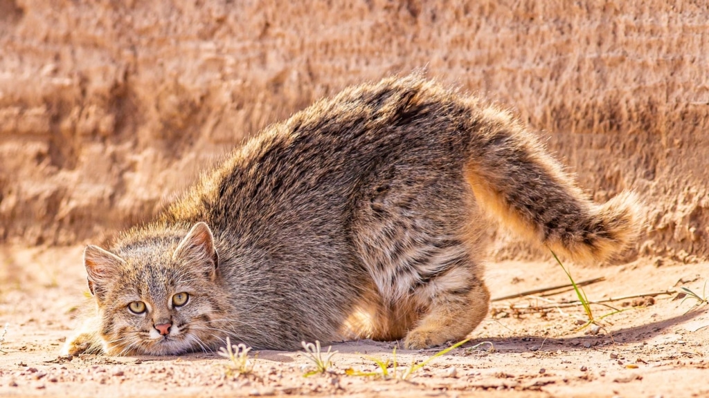 Fluffy but fierce: meet the Pampas cat